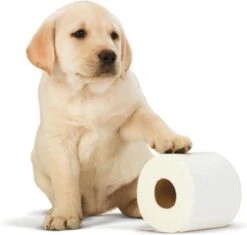 Scottex Toiletpapier - Kussenzacht Design Wc Papier - 84 Rollen 10 Scottex Toiletpapier - Kussenzacht Design Wc Papier - 84 Rollen -Huishoudelijke Artikelen Winkel 1200x1142 8