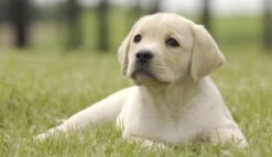 Page Toiletpapier - Eco - Duurzaam - 24 Rollen - Voordeelverpakking -Huishoudelijke Artikelen Winkel 1200x697 2