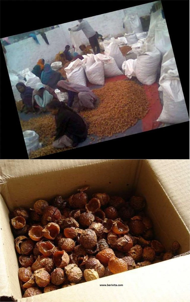 Wasnoten Start 150gr Met Waszakje - Zeepnoten - Natuurlijk Wassen 5 Wasnoten Start 150gr Met Waszakje - Zeepnoten - Natuurlijk Wassen - Afbeelding 3