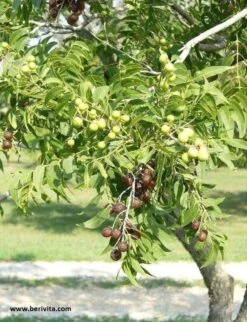 Wasnoten Start 150gr Met Waszakje - Zeepnoten - Natuurlijk Wassen 12 Wasnoten Start 150gr Met Waszakje - Zeepnoten - Natuurlijk Wassen -Huishoudelijke Artikelen Winkel 920x1200