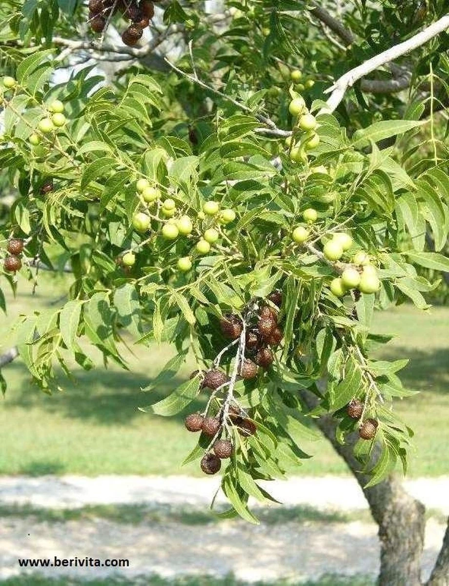 Wasnoten Start 150gr Met Waszakje - Zeepnoten - Natuurlijk Wassen 6 Wasnoten Start 150gr Met Waszakje - Zeepnoten - Natuurlijk Wassen - Afbeelding 4